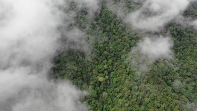 Rainforest and clouds. Mist and clouds rise from mountain forest. Aerial drone footage