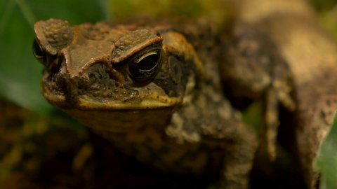 Theories Pass Frog Remains Stock Photo 1773627158 | Shutterstock