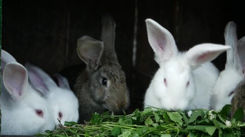 Set Cute Grey Rabbits Various Poses Stock Vector (Royalty Free ...