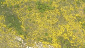 Field of Basket of gold (Alyssum Aurinia saxatilis) flower 4K drone video