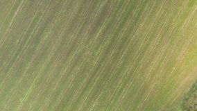 Sprayed field of corn from above 4K drone video