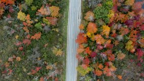 Aerial view of a field of red and orange trees with a car driving down middle of a highway cutting across