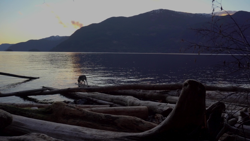 husky puppy on ocean hike, playing with sunset and water sunny day
