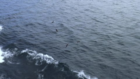 Three brown boobies, soaring along the water in slow motion birds
