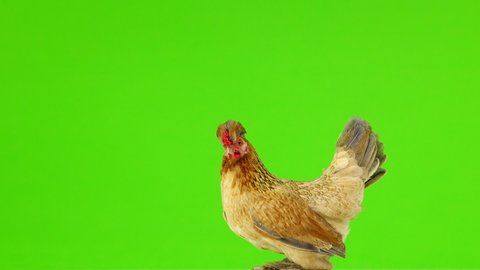 brown chicken on a green screen
