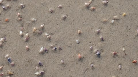 Coquina Clams, Donax variabilis emerging after a wave crashes on the beach of Topsail Island. Coquinas sift food from seawater on the beach, and use waves to move with the tide.