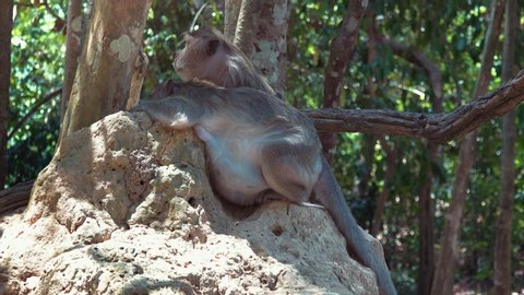 Two Macaque Monkeys Grooming Each Other on a Rock in the Jungle
