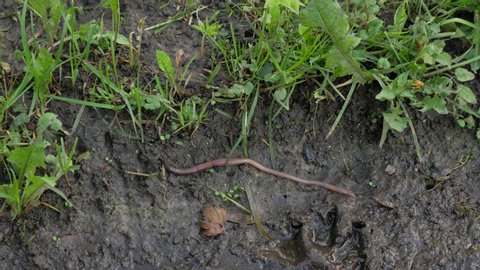Common European earthworm slowly crawls on the ground (Lumbricus terrestris)