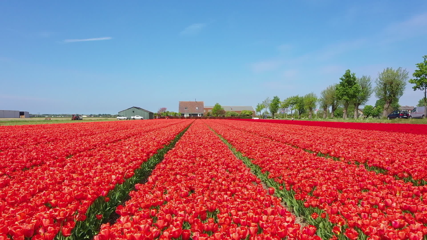 Keukenhof Stock Video Footage - 4K and HD Video Clips | Shutterstock