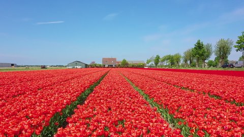 Tulip fields in holland, Keukenhof. Aerial footage of tulips in various colours. HD