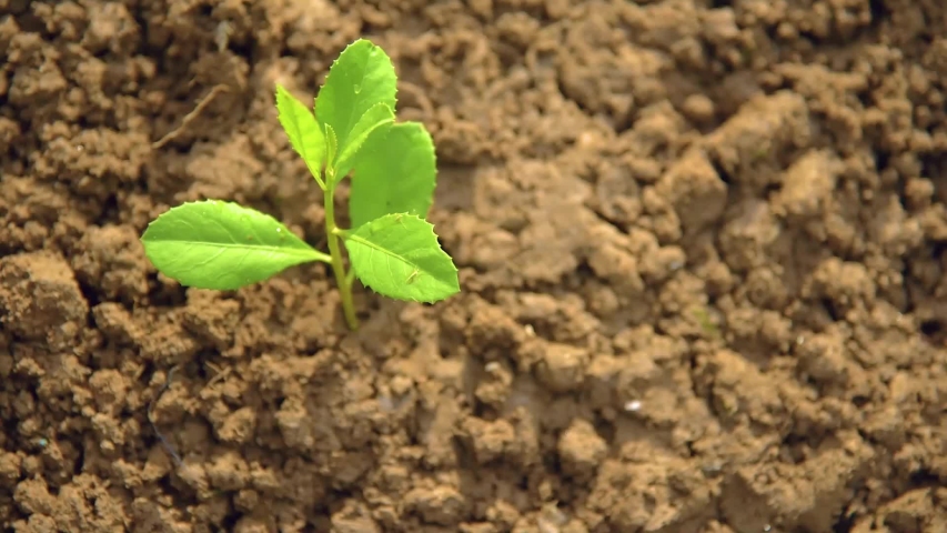 Planting trees, loving the environment and protecting nature Nourishing the plants World Environment Day To help the world look beautiful Royalty-Free Stock Footage #1030336235