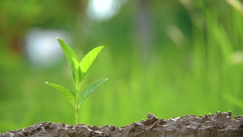 Planting trees, loving the environment and protecting nature Nourishing the plants World Environment Day To help the world look beautiful Royalty-Free Stock Footage #1030336238