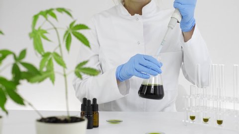 Female scientist in a laboratory working on experiment with cbd oil extracted from a marijuana plant. Healthcare pharmacy from medical cannabis. Titration of the oil in a glass bowl.