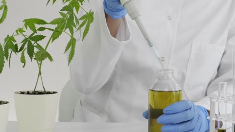 Female scientist in a laboratory watering a marijuana plant. She is waring blue glows and using a precise dropper for the experiment. Healthcare pharmacy from medical cannabis.