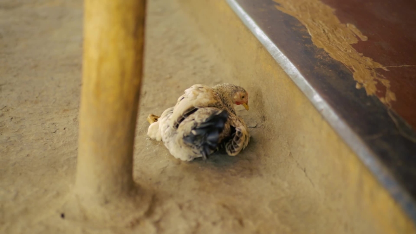 Close up of a chicken sitting and grooming herself. Flat plane. Zoom in. High angle shot. Blurred effects in foreground