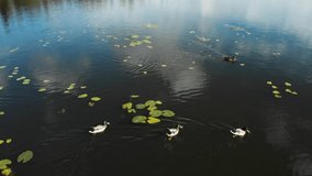 Movement ducks bathed in the lake. video filming of ducks from the drone. Flying over the pond with ducks