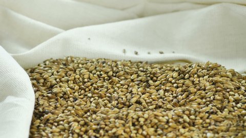 Malt grain for the preparation of craft beer or ale. The concept of healthy and healthy ingredients. Italian barley malt 4k 59.94 fps