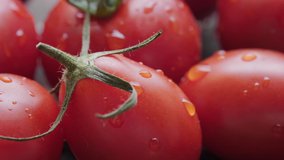 Close up footage of a group of various sizes tomatoes. Selective focus. Tracking shot.