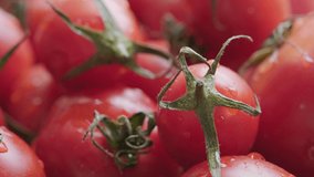 Close up footage of a group of various sizes tomatoes. Selective focus. Tracking shot.