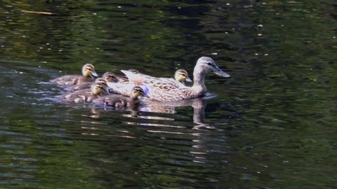 Mom duck with a brood of small ducklings swimming through the water. Life of wild birds in their natural environment. Family and motherhood in animals. 