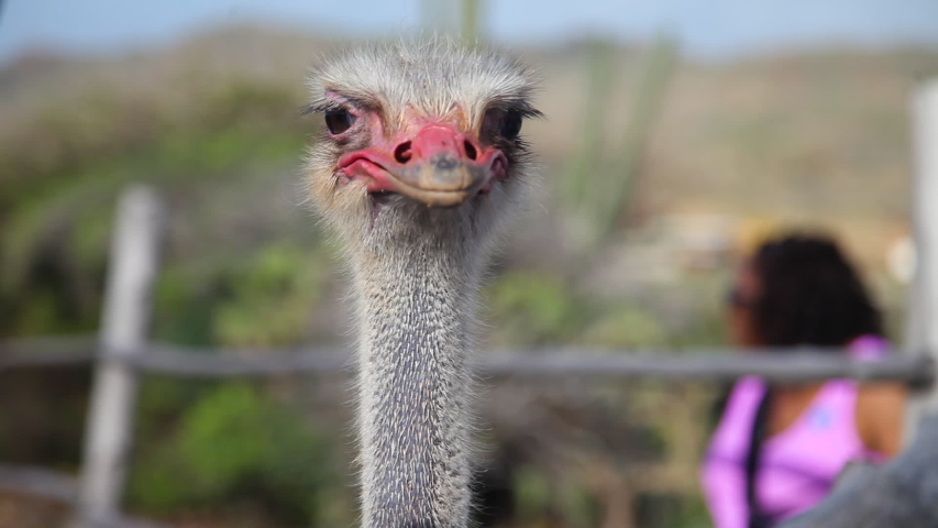 Close up of ostrich