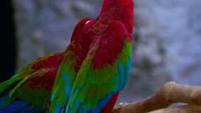4K video of red and green macaw bird in Thai, Thailand.