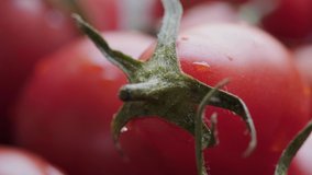 Close up footage of tomato fruits. Selective focus. Tracking shot.