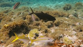 Fish (goatfishes and tang) swimming in the shallow sea with corals and white sand. Scuba diving in the ocean, underwater video. Marine life on the coral reef. Aquatic wildlife footage.