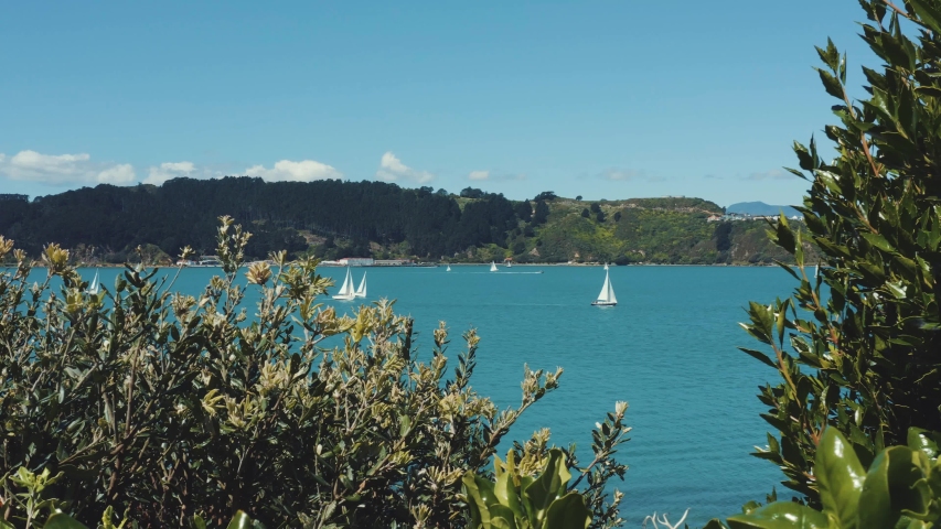 Evans Bay, Wellington New Zealand. Sail Boats In Bay Framed By Trees, 4k Establishing Shot.