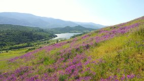 Aerial view of blooming Vetch on hills with Emigrant Lake in the background