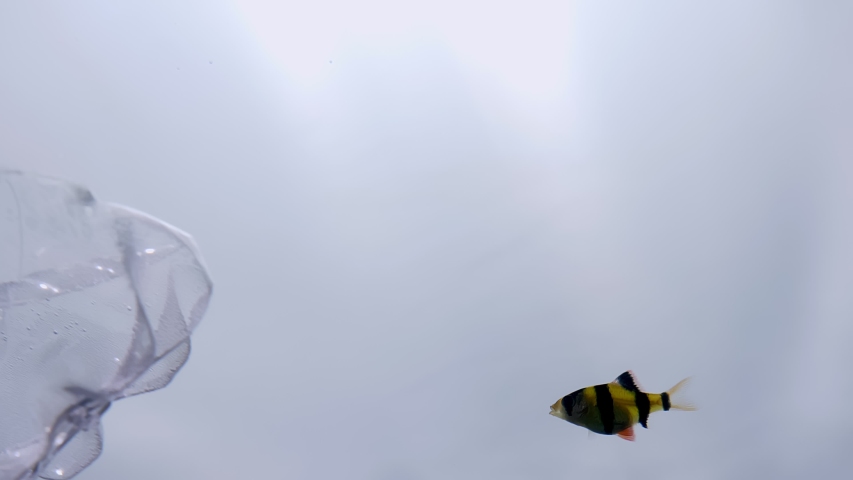 Closeup shoot of fishes swimming in a muddy water with a plastic bottle floating in the ocean . The environmental problem of sea pollution