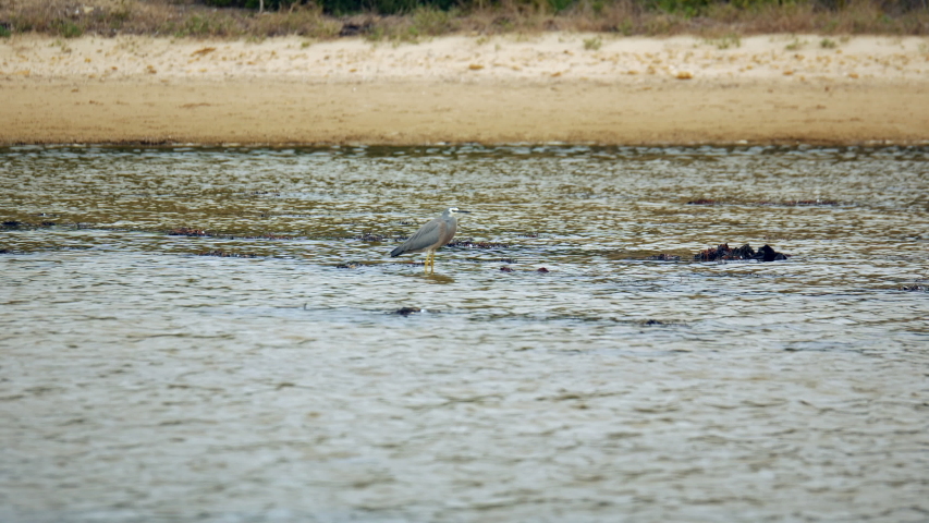 White-Faced Heron standing in a shallow creek searching for food.