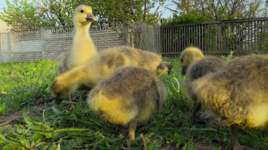 Little goslings eating grass on traditional free range poultry farm