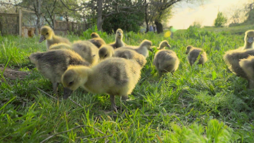 Little goslings eating grass on traditional free range poultry farm