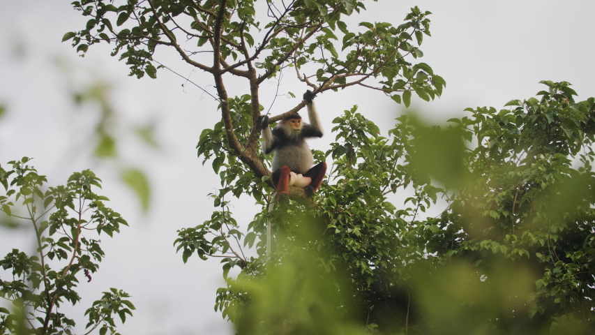 A rare monkey, the red shanked Douc in the wild in mountains of Vietnam - sat up top a tree.