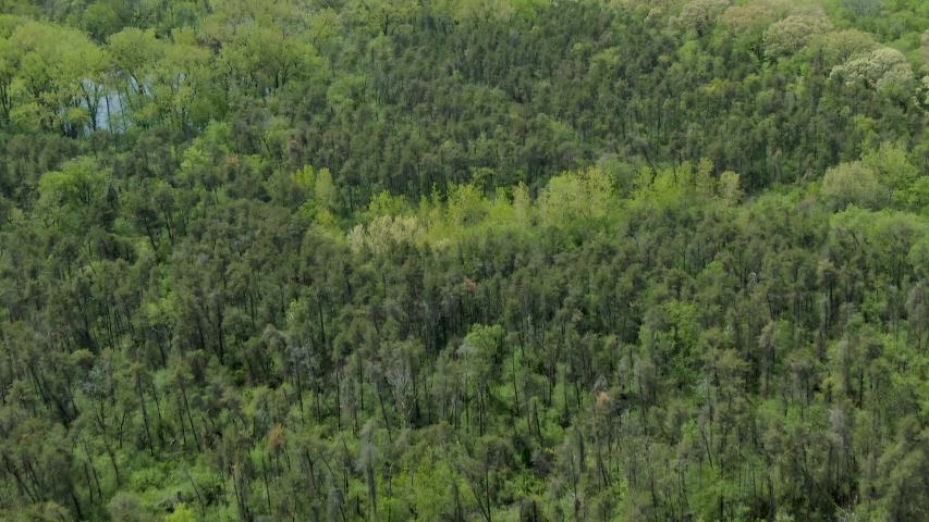 Dense forest on flat grounds in the Midwest near Chicago, Illinois. Green vast foliage until the horizon. Clean and beautiful sunny summer afternoon.