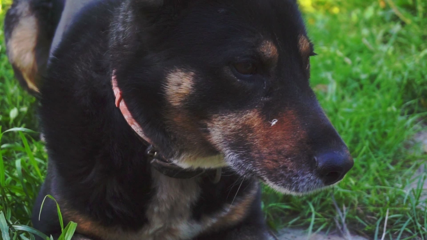 big adult dog on green grass.walk with the dog on a summer day