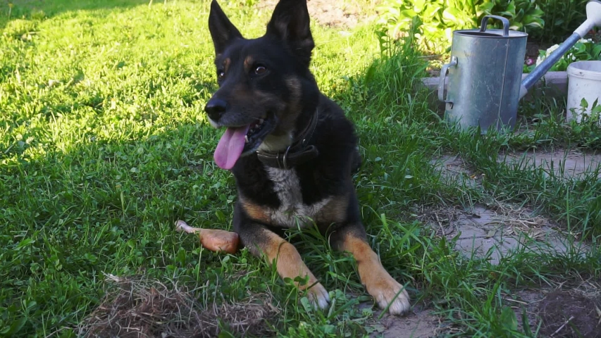 big adult dog on green grass.walk with the dog on a summer day