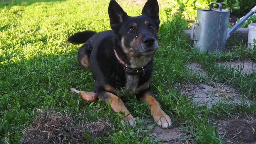 big adult dog on green grass.walk with the dog on a summer day