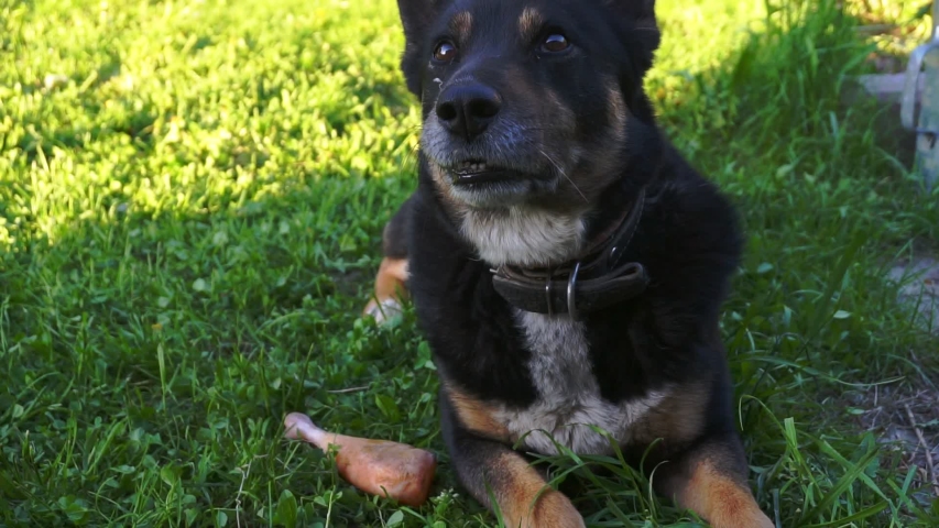 big adult dog on green grass.walk with the dog on a summer day