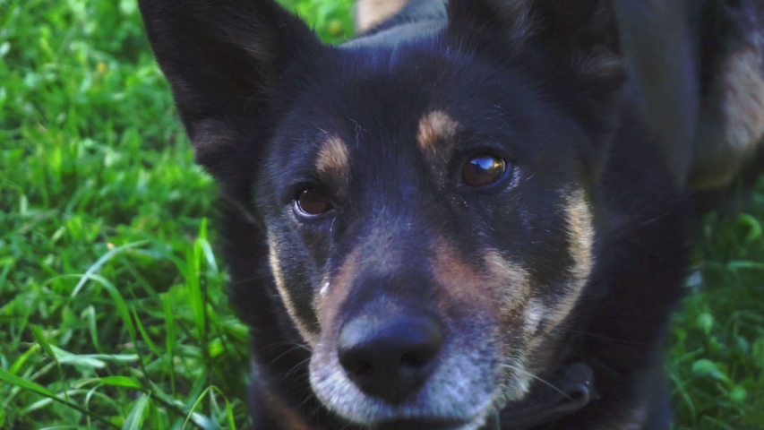 big adult dog on green grass.walk with the dog on a summer day