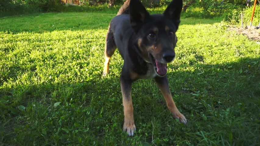 big dog playing on a green lawn with grass on a summer day.