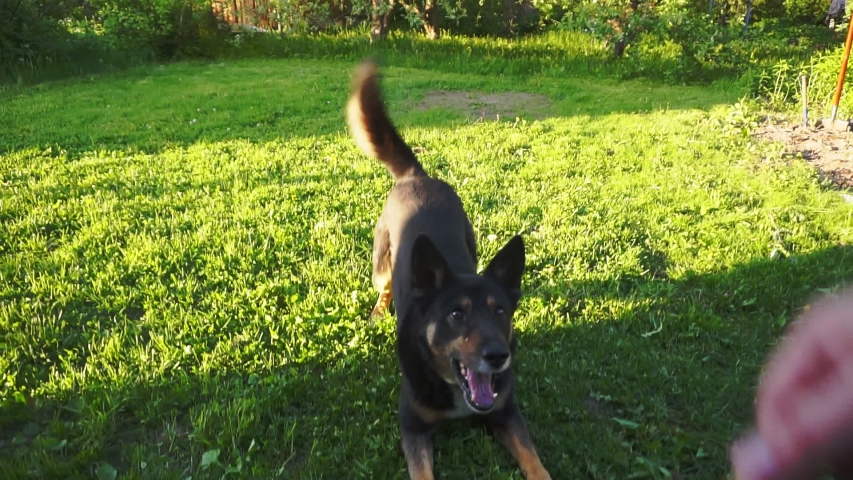 big dog playing on a green lawn with grass on a summer day.