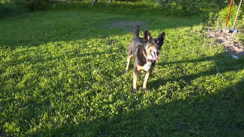 big dog playing on a green lawn with grass on a summer day.