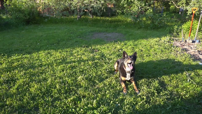 big dog playing on a green lawn with grass on a summer day.