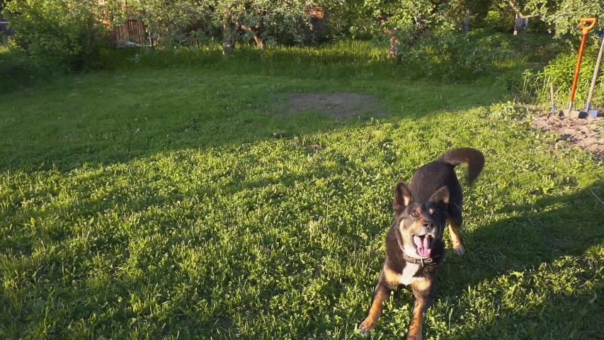 big dog playing on a green lawn with grass on a summer day