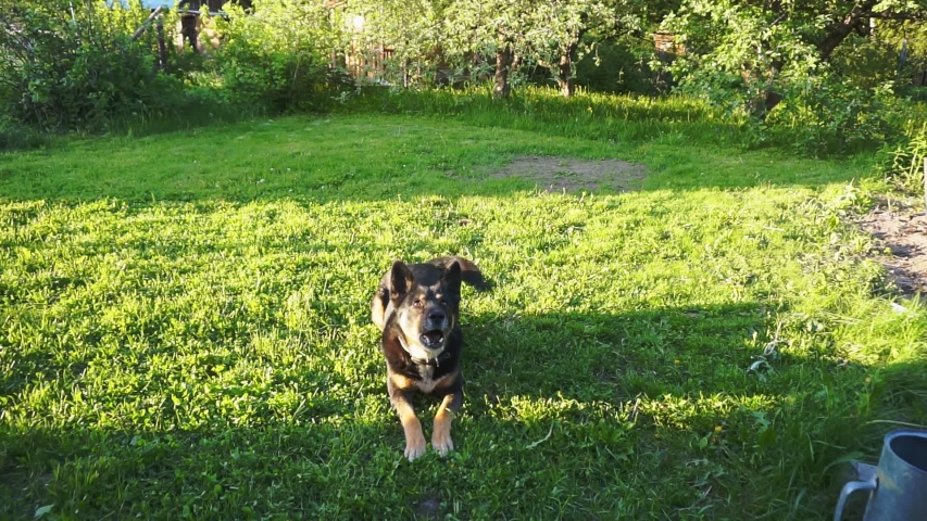 cheerful friendly adult dog playing on a green lawn on a summer day.