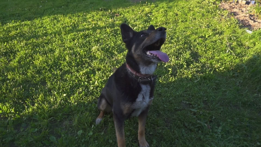 big dog playing on a green lawn with grass on a summer day