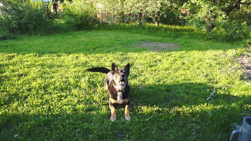 cheerful friendly adult dog playing on a green lawn on a summer day