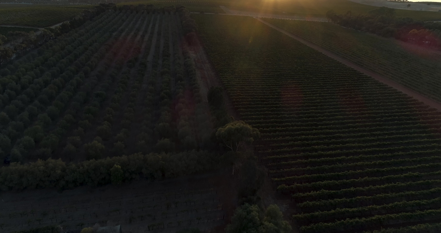AERIAL - 4k Sunrise over Vineyard in Clare Valley